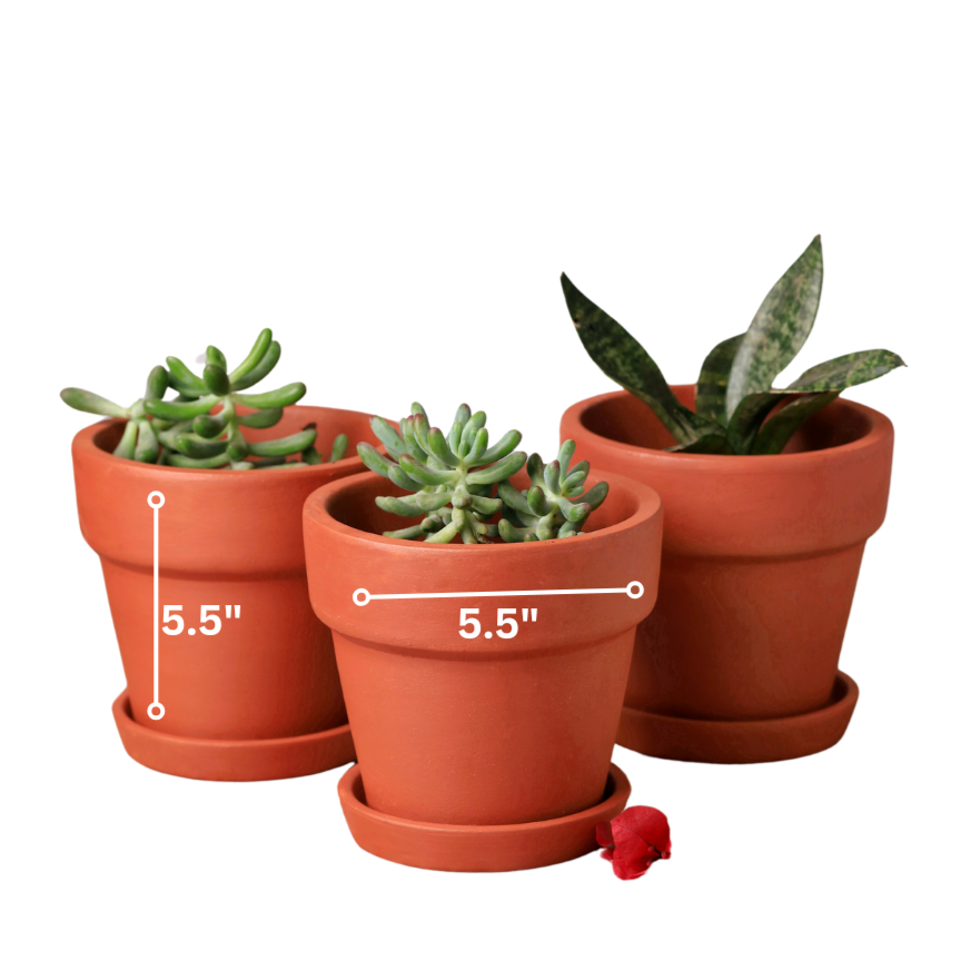 Traditional Terracotta Planters (Set of 4)