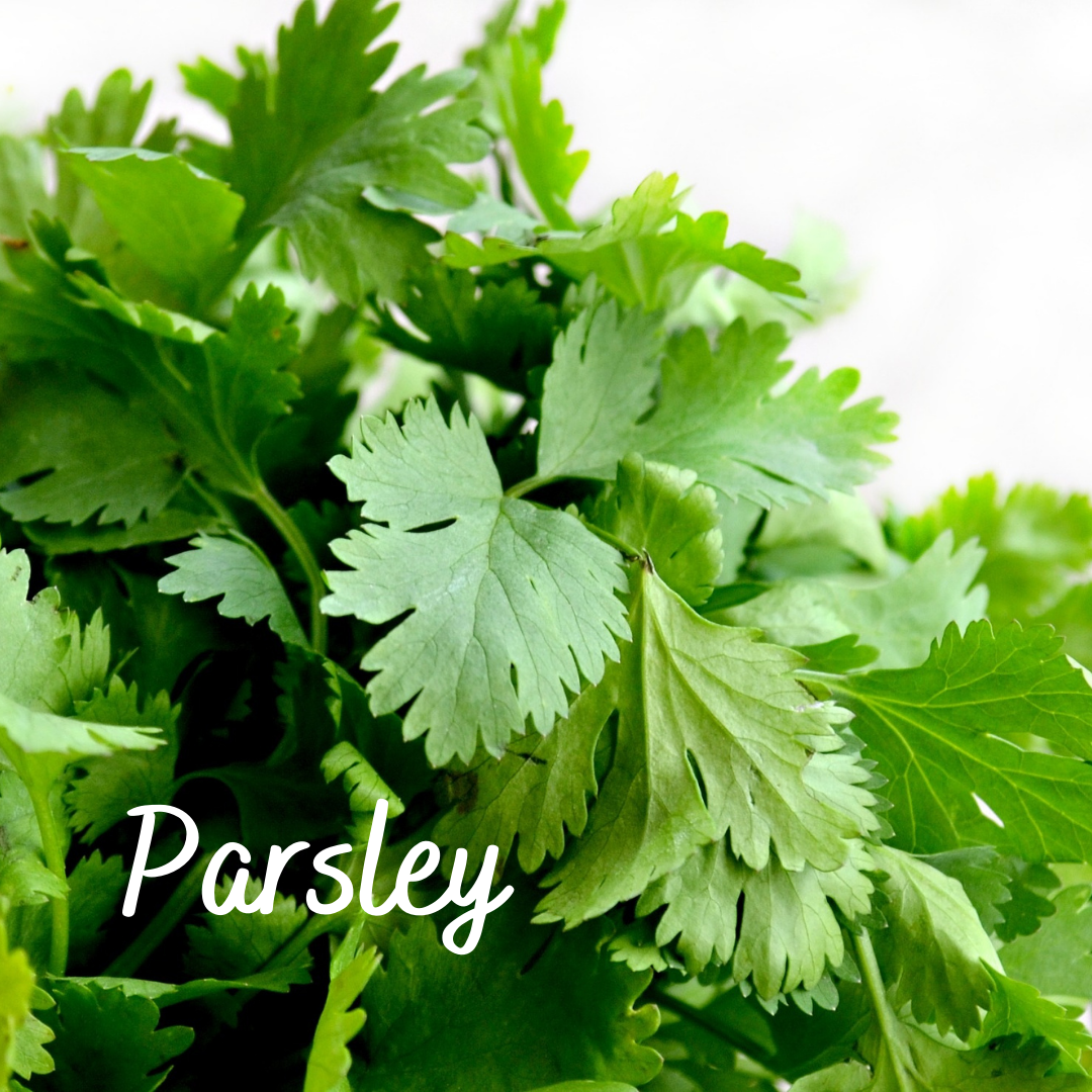 Thyme, Celery, Parsley (Set of 3)