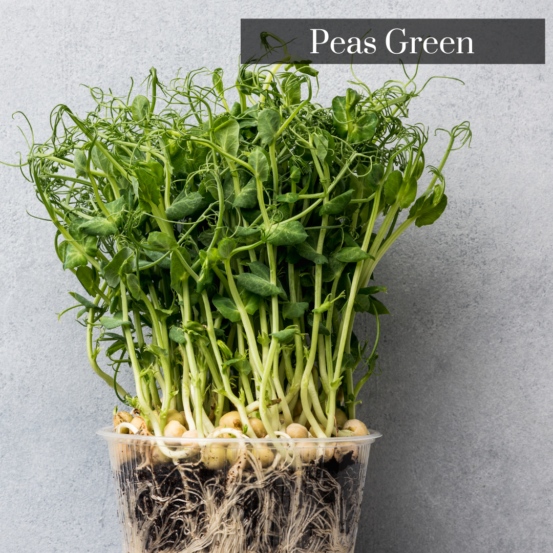 Peas Green Microgreen Seeds