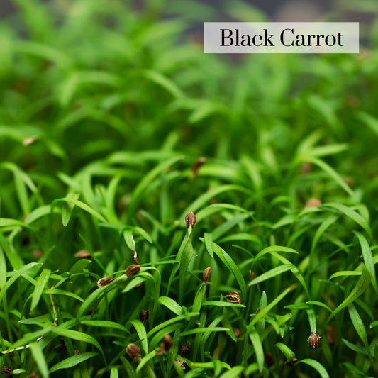 Black Carrot Microgreen Seeds