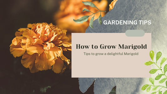 HOW TO GROW MARIGOLD?