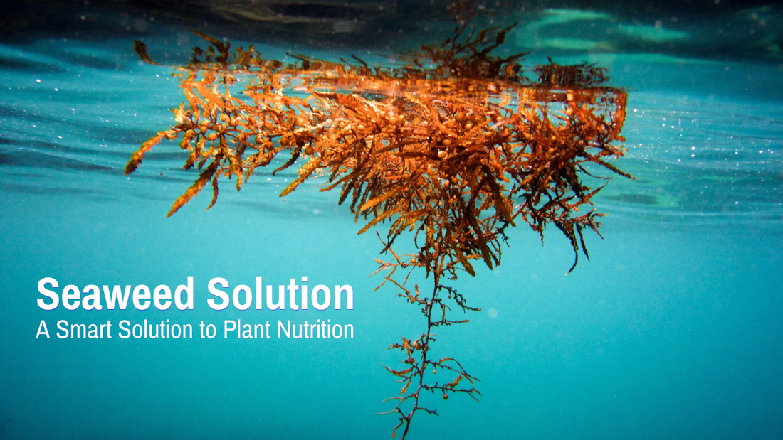 How to use sea weed as a plant fertilizer?