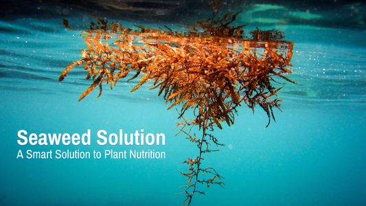 How to use sea weed as a plant fertilizer?