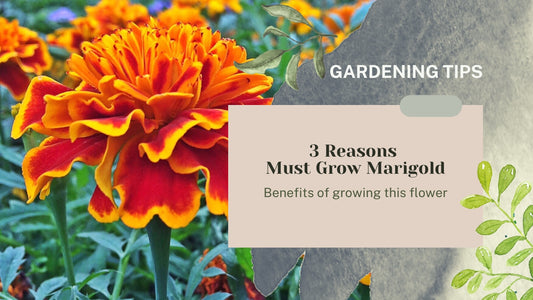Why you must grow marigold at home