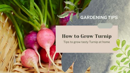 HOW TO GROW TURNIP?