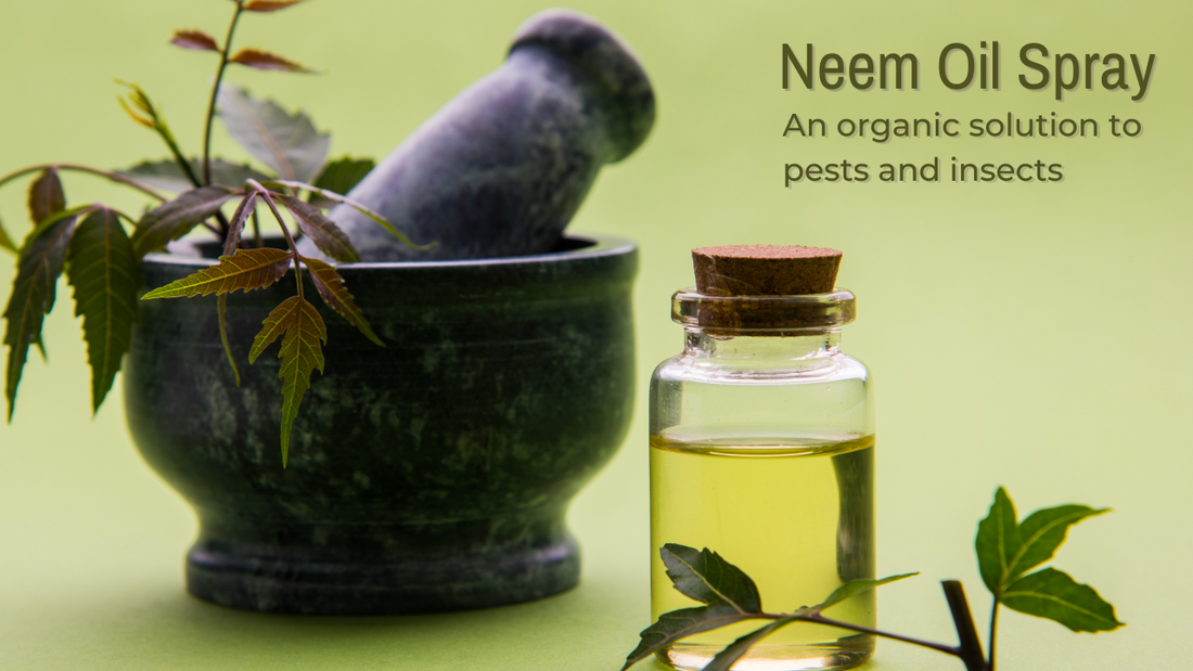 NEEM vs INSECTS