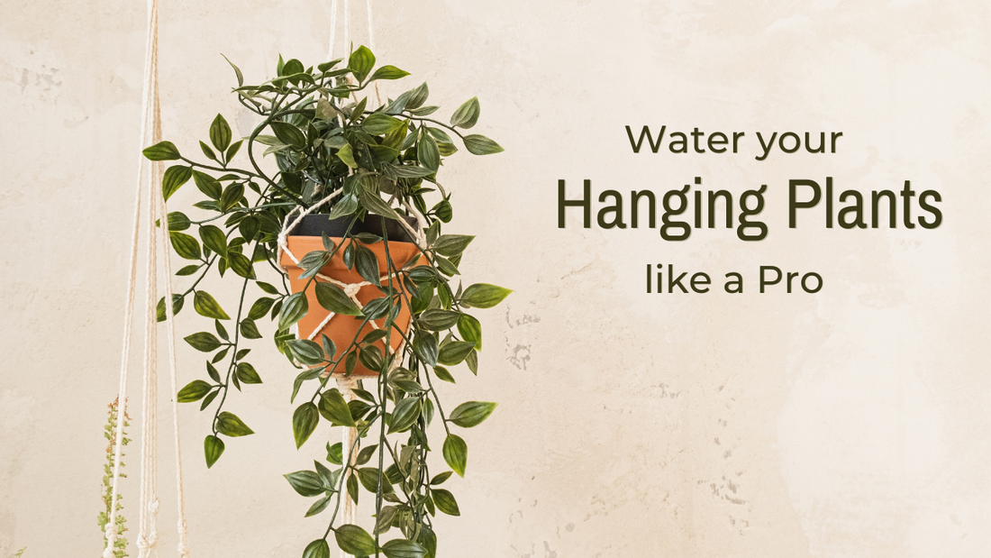 WATERING HANGING PLANTS