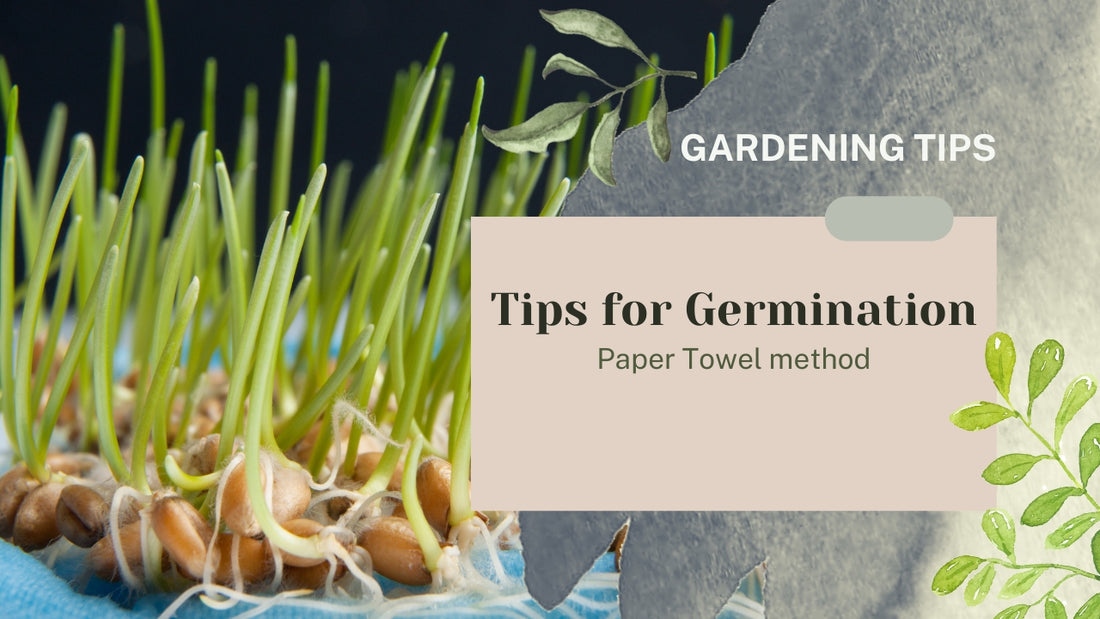 Tips for Germination- Tissue paper method