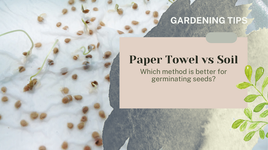 WHY IS PAPER TOWEL METHOD BETTER THAN SOIL GERMINATION for seeds