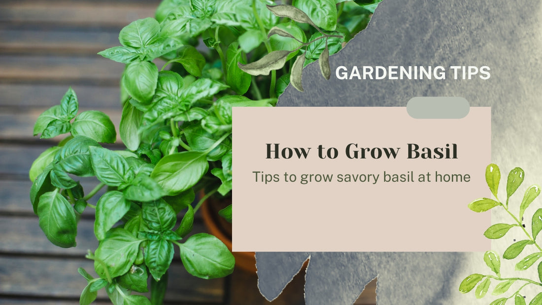 How to Grow Basil?