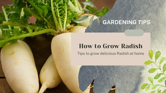 HOW TO GROW RADISH?