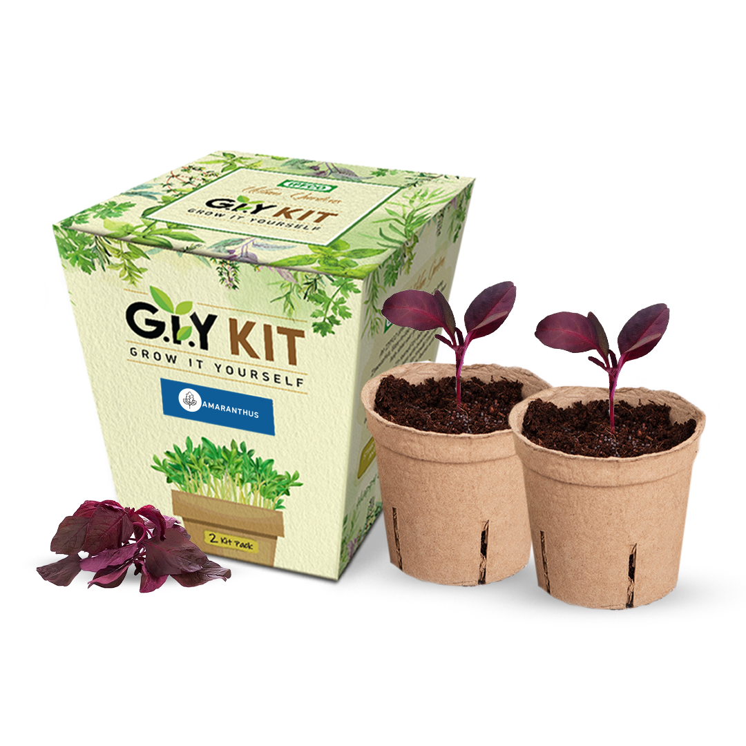 Grow Your Own Herb Kit