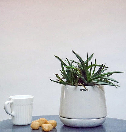 White Porcelain Planter With Plate