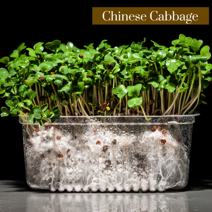 Cabbage Microgreen Seeds