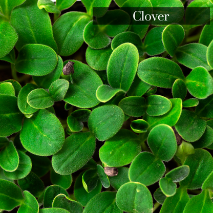 Clover Microgreen Seeds