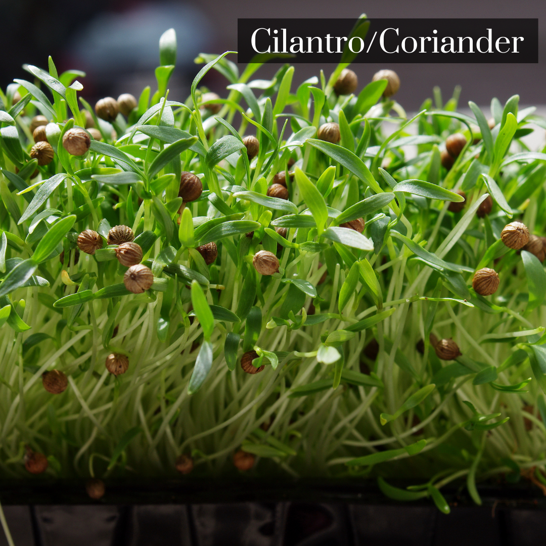 Coriander Microgreen Seeds