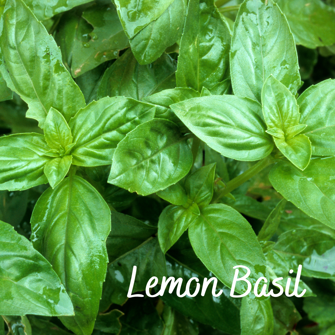 Basil Lemon, Basil Purple, Basil Green (Set of 3)