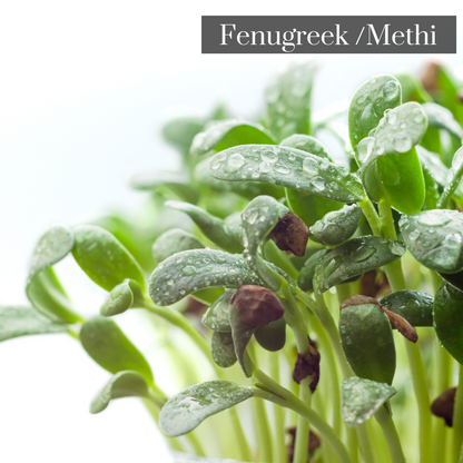 Fenugreek Methi Microgreen Seeds