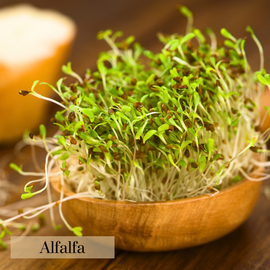 AlfaAlfa Microgreen Seeds