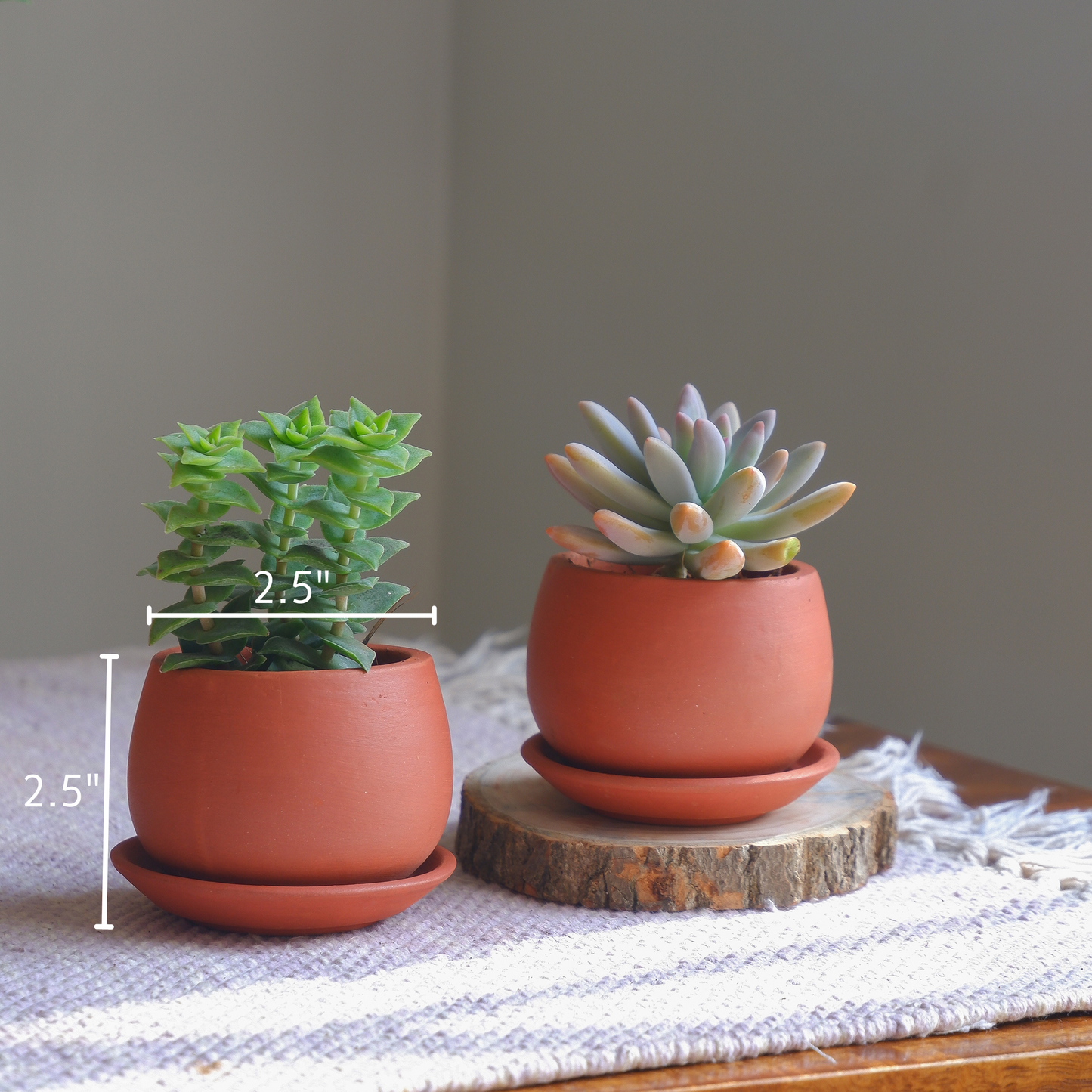 Tiny Terracotta Succulent Pots (Set of 6)