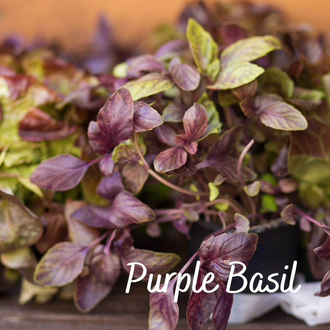 Purple Basil Herb Seeds