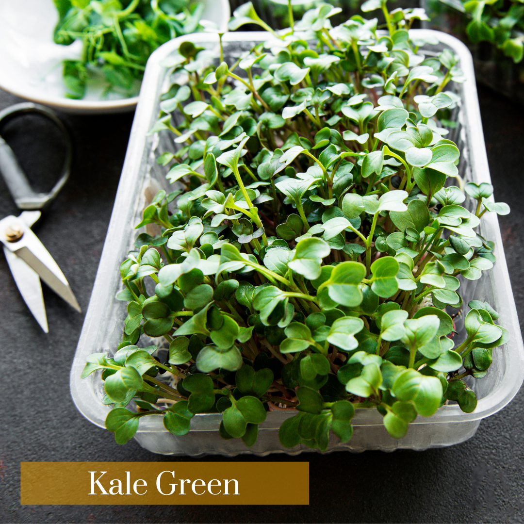 Kale Green Microgreen Seeds