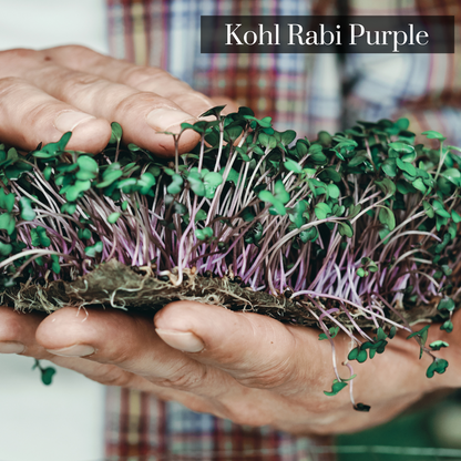 Kohl Rabi Purple Microgreen Seeds