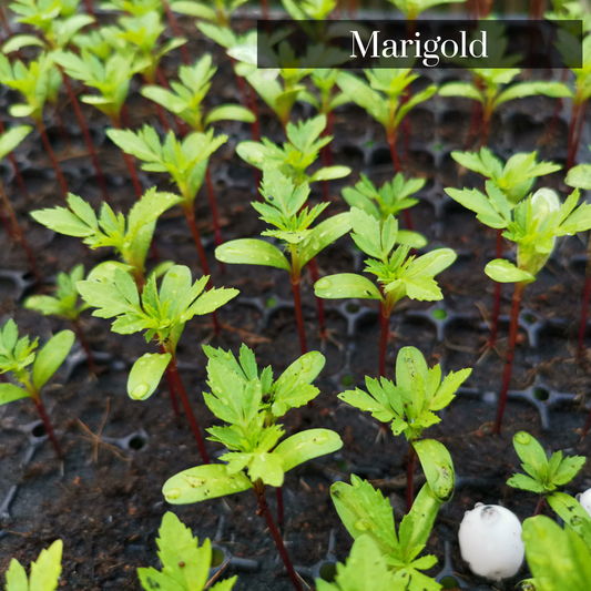 Marigold Microgreen Seeds