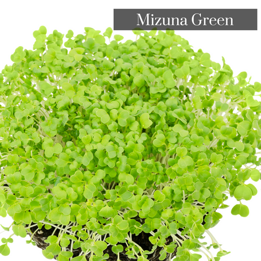 Alaska Mix Microgreen Seeds
