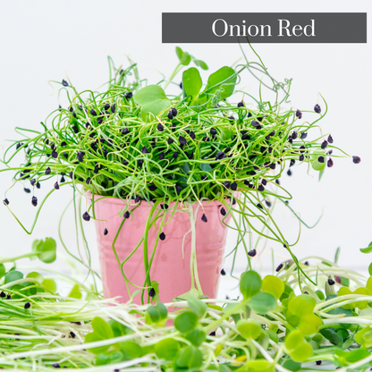 Onion Red Microgreen Seeds