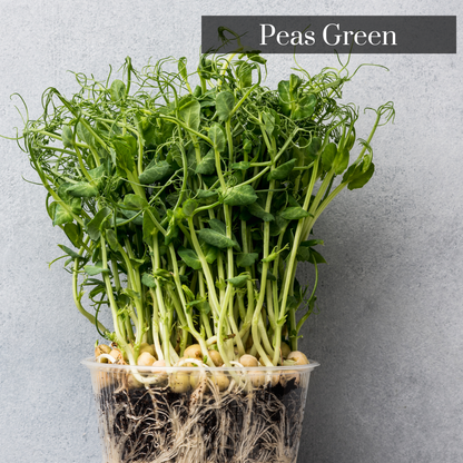 Peas Green Microgreen Seeds