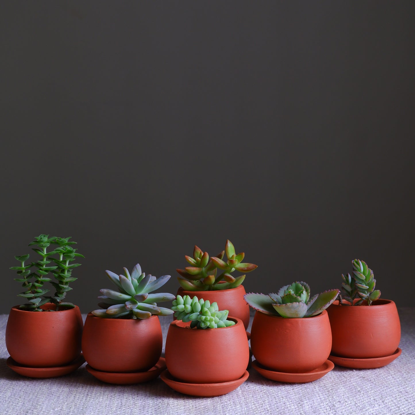 Tiny Terracotta Succulent Pots (Set of 6)