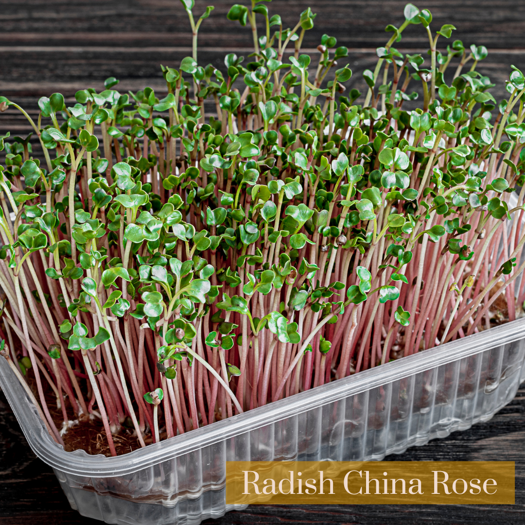 Radish Microgreen Seeds