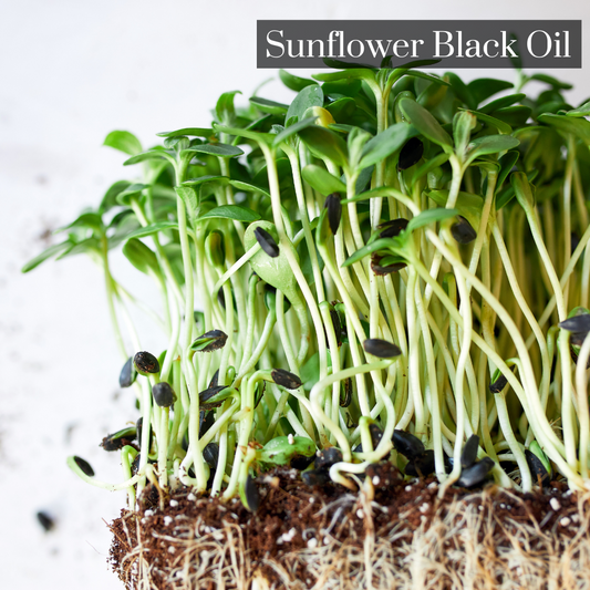 Sunflower Black Oil Microgreen Seeds