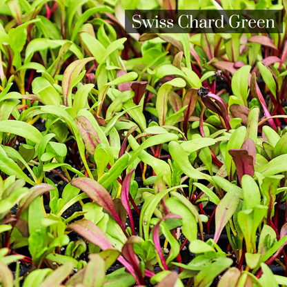 Swiss Chard Microgreen Seeds