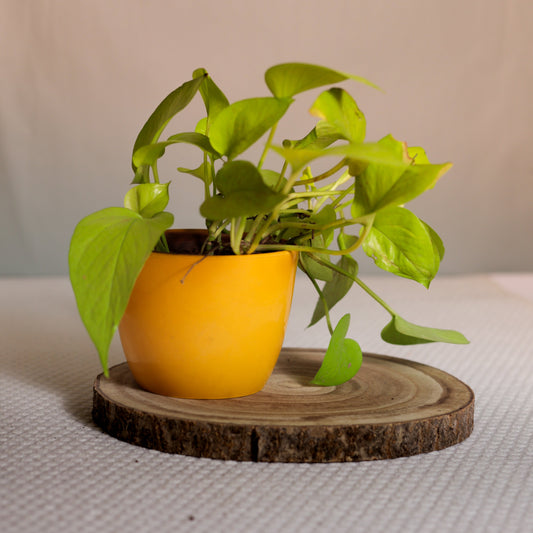Colorful Rubber Pot 5" (Yellow)