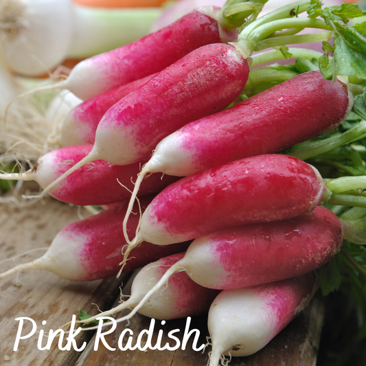 Pink Radish Vegetable Seeds