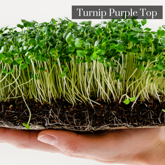 Turnip Purple Microgreen Seeds