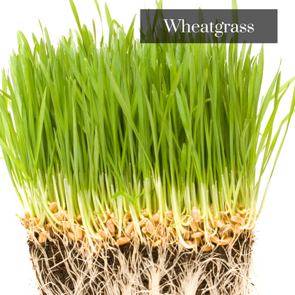 Wheatgrass Microgreen Seeds